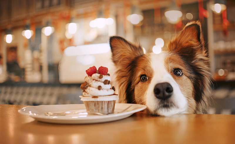 14 of Cairo's Cutest Dog Friendly Cafés