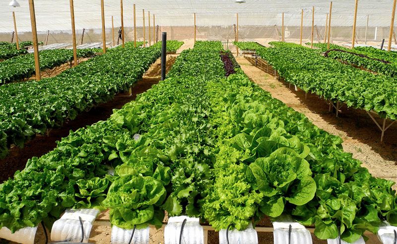 Agritech Platform Mahasel Masr Secures Funding From EIIC