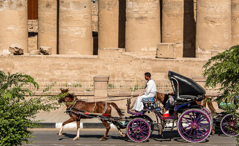 Carriage Driver in Luxor Jailed for a Year on Charges of Animal Abuse