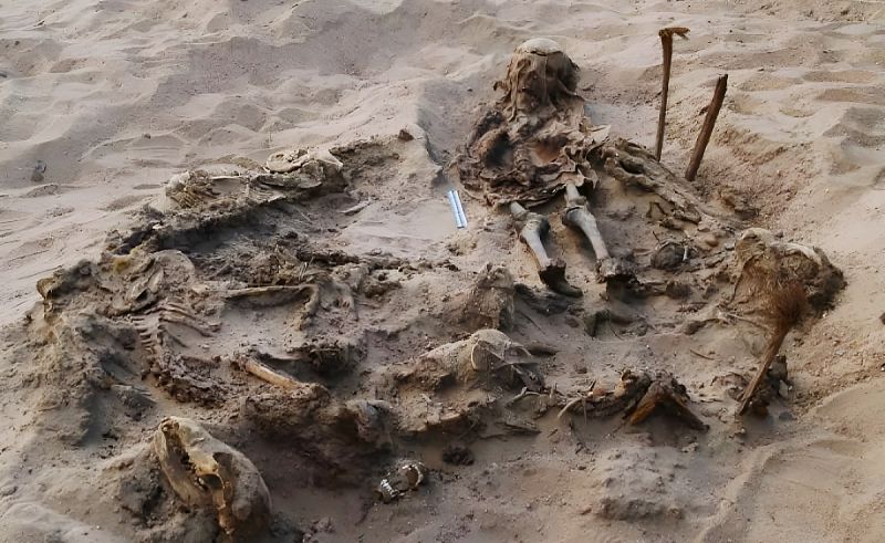 Remains of Child & 142 Dogs Unearthed at Ancient Burial Site in Fayoum