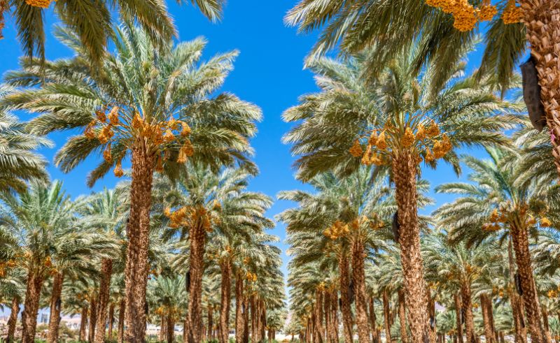 Egypt Breaks Guinness World Record of World’s Largest Date Palm Farm