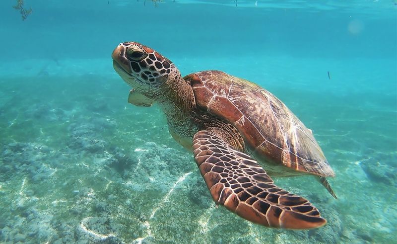 Study Shows Sea Turtles Return to Egypt’s Seagrass Since Ancient Times