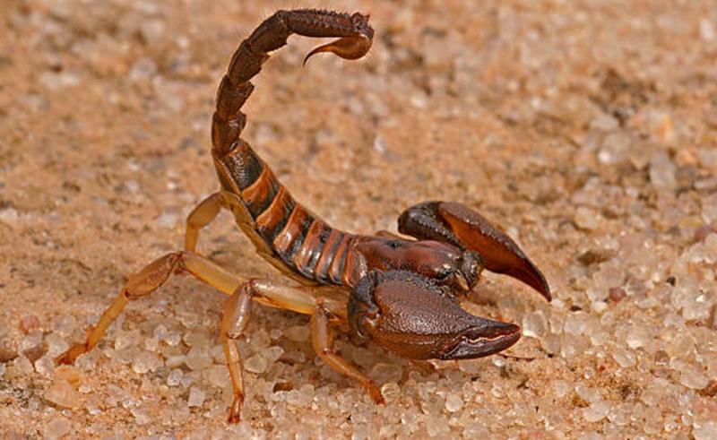 Scorpion Wildlife Insect Venom – Apps no Google Play