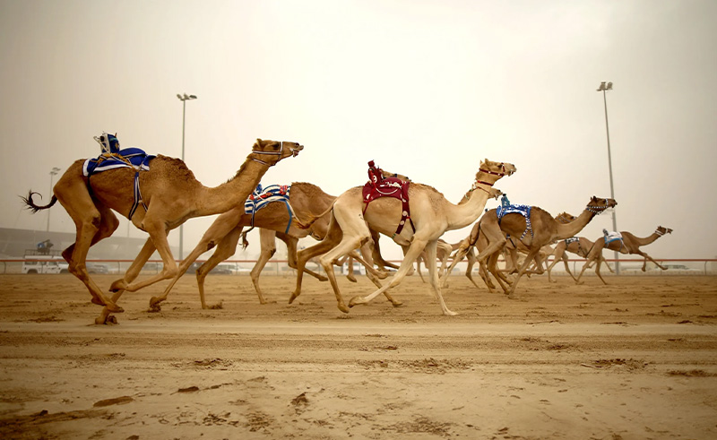 Fourth Edition of Sharm El Sheikh Camel Race Takes Off This January