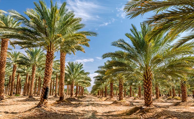 Saudi Researchers Have Come Up With a New Way to ID Palm Tree Species