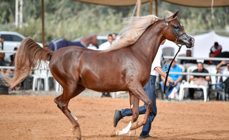 Purebred Arabian Horse Beauty Championship Will Trot Into Riyadh