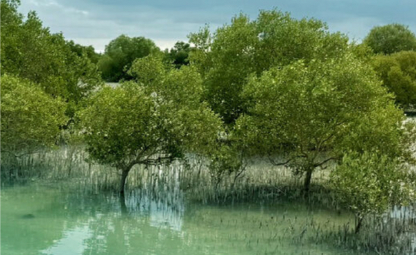 Abu Dhabi Environment Agency Plants 850,000 Mangrove Trees Since COP28