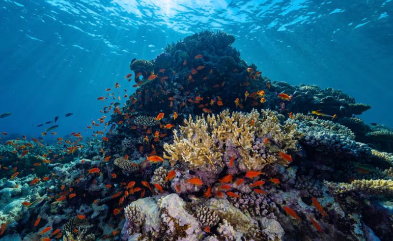 ‘World’s Largest’ Reef Restoration Project Revealed in Saudi Arabia