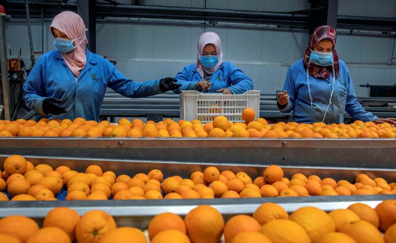Record 7.5 Million Tons of Produce Exported From Egypt in 2023