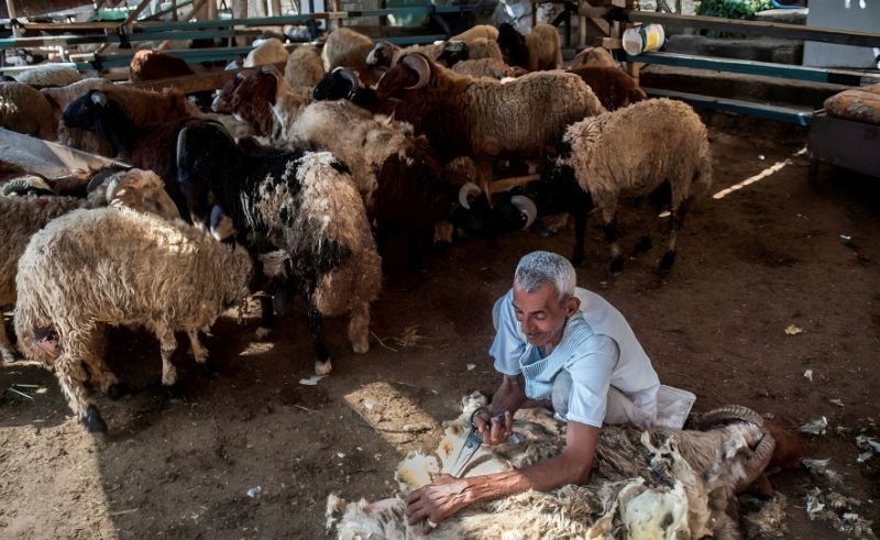 Egyptian Expatriates Can Pay for Eid Sacrifices in Foreign Currency