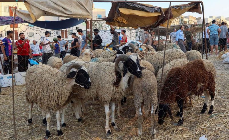 Illegal Eid Slaughter Will Be Punished With Fines of Up to EGP 10,000