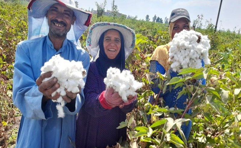 Egyptian Cotton Exports Soar by 36.5% in 2023