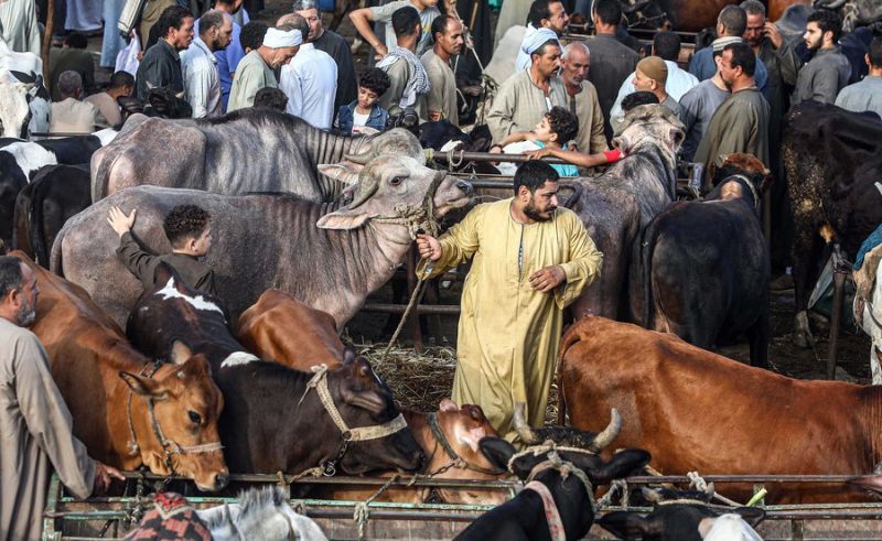 1,000 Calves to Be Slaughtered to Aid the Vulnerable Over Eid