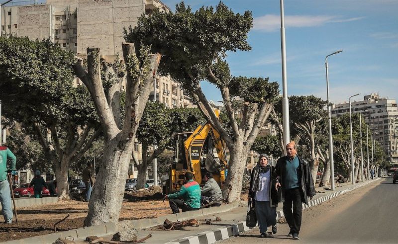 Tree Cutting in Cairo Now Requires Governor Approval