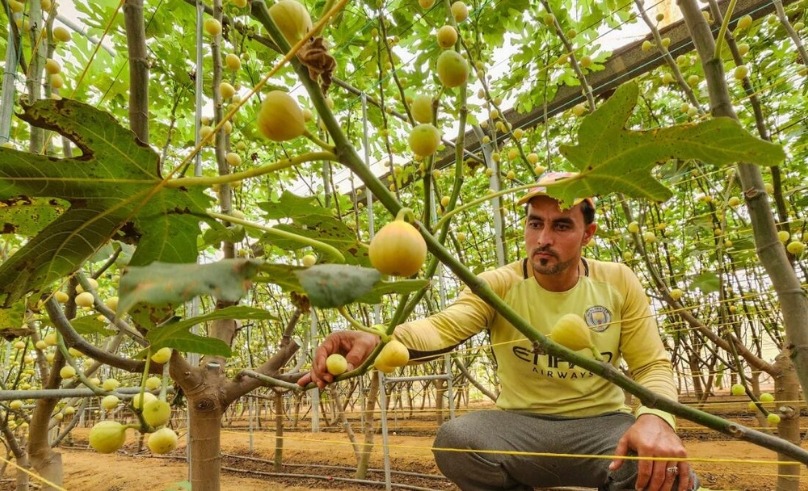 Saudi Arabia Achieves Self-Sufficiency in Fig Production