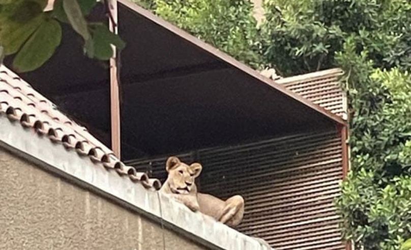 Unlicensed Lion in Maadi Seized by Ministry of Agriculture