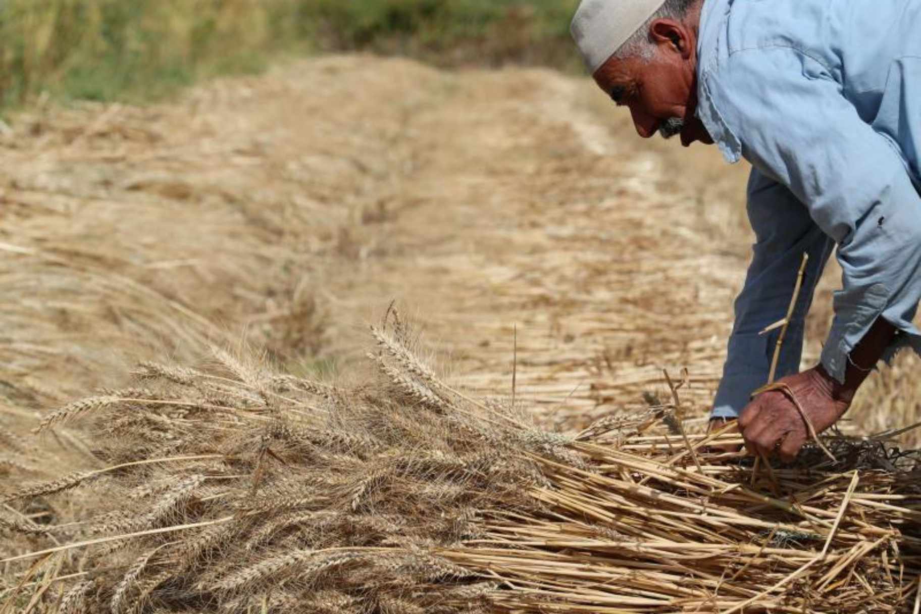 Government Makes Bid for Major USD 3.8 Million Metric Ton Wheat Tender