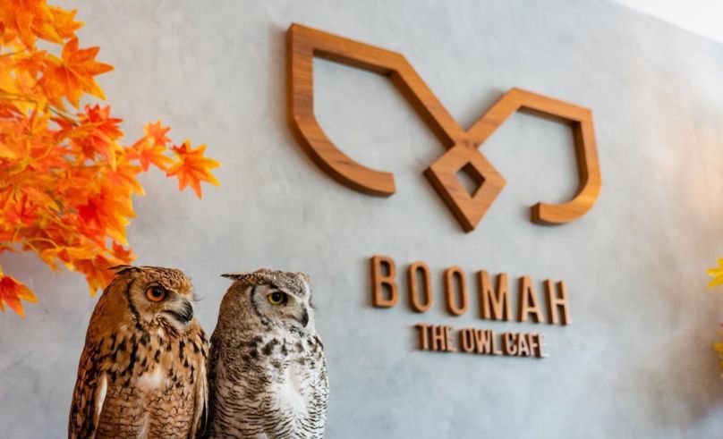 An Avian Lover’s Paradise: Boomah Owl Cafe