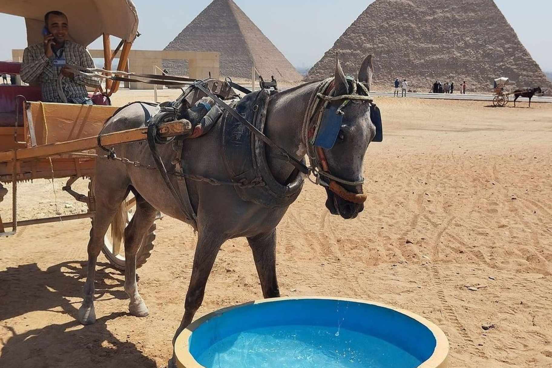 New Initiative at Giza Pyramids Installs Water Stations for Horses