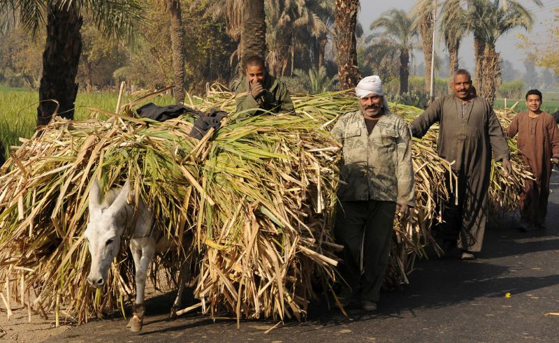 New Strategy Launched to Achieve Sugar Self-Sufficiency in Egypt