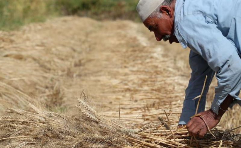 Egypt's Wheat Imports Reach USD 2.3 Billion in H1 2024