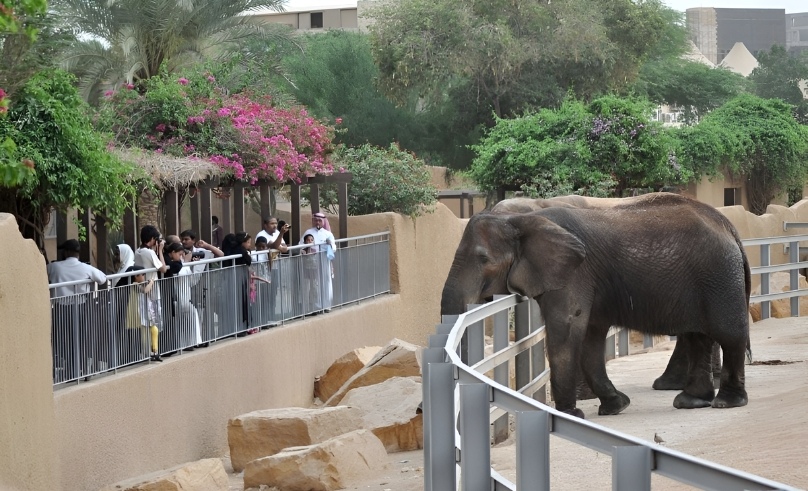 Riyadh Zoo to Offer Free Admission During Riyadh Season 2024