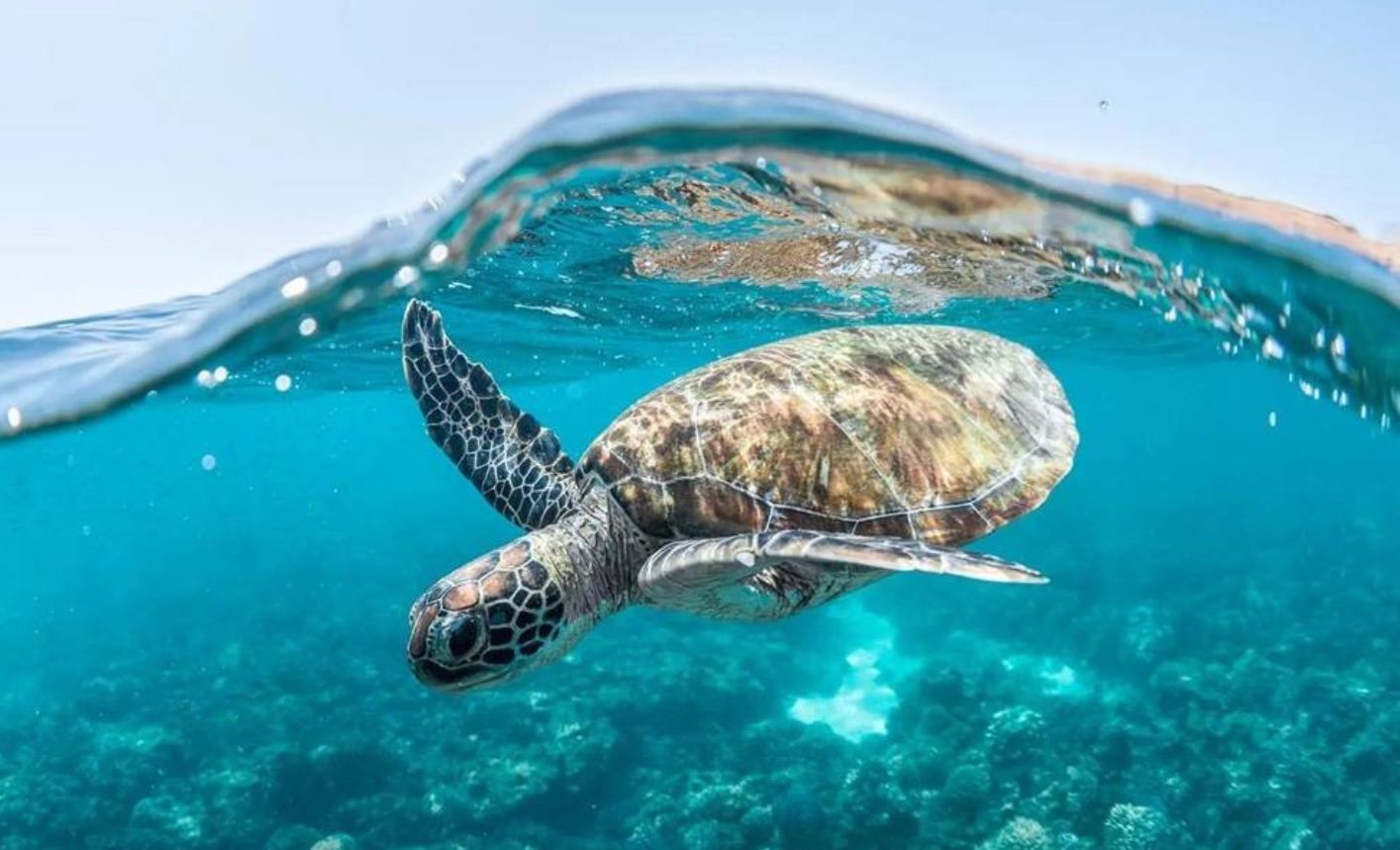  Largest Sea Turtle Nesting Site Found in Red Sea