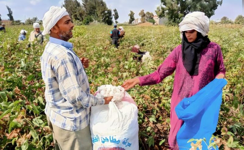 Egypt & UNIDO Partner to Boost Sustainable Cotton Production