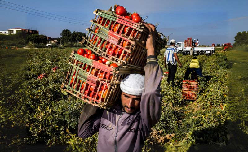 Egypt's Agricultural Exports Surge to USD 4.1 Billion in 10 Months