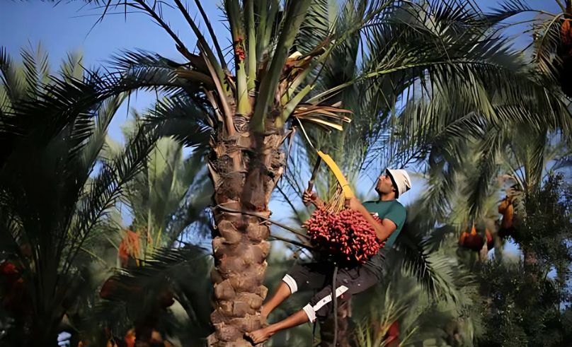  Egypt Leads World in Palm Date Production with 1.8M Tons Annually