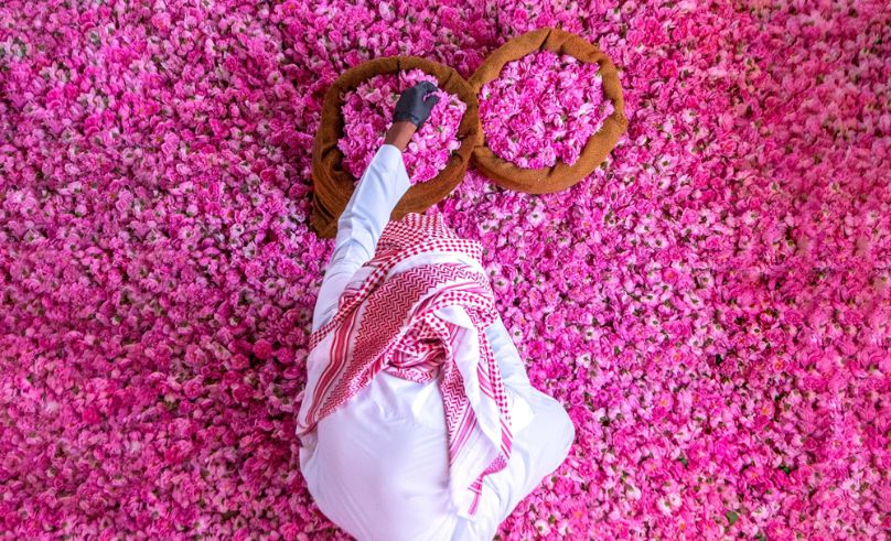 Taif Rose Added to UNESCO’s Intangible Cultural Heritage List