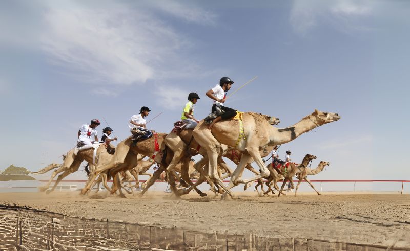 Camel Racing Festival to Take Place in Sharm El Sheikh January 2025