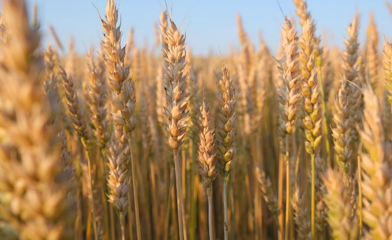 Egypt’s Supply Authority Approves USD 500M Wheat Import Deal With UAE