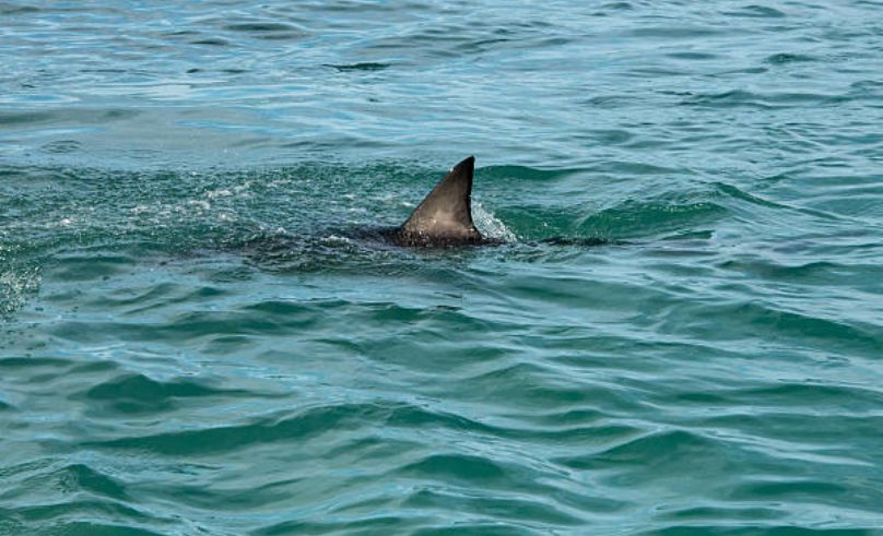 Swimming Suspended in Marsa Alam After Shark Attack