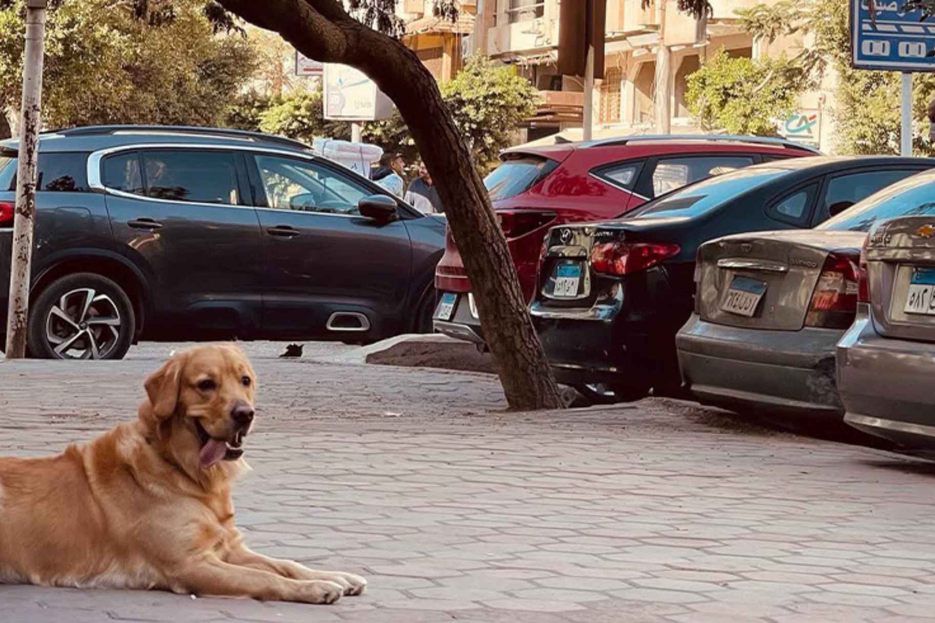 This Pet-Friendly Cafe Serves Sunshine & Puppuccinos in Korba