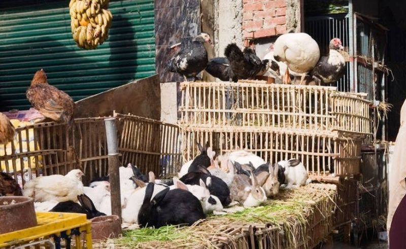 Egypt Issued 13,238 Licenses for Livestock & Poultry Projects in 2024