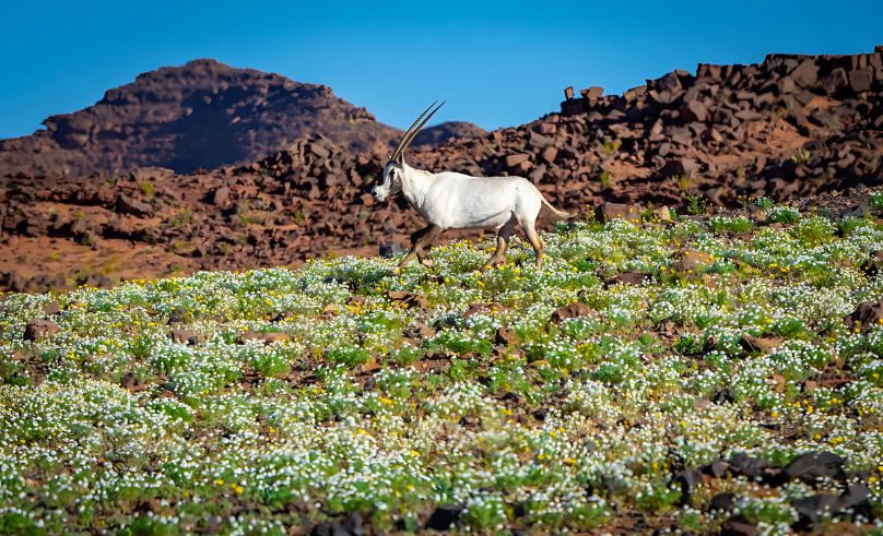 King Abdulaziz Royal Reserve Joins IUCN Green List