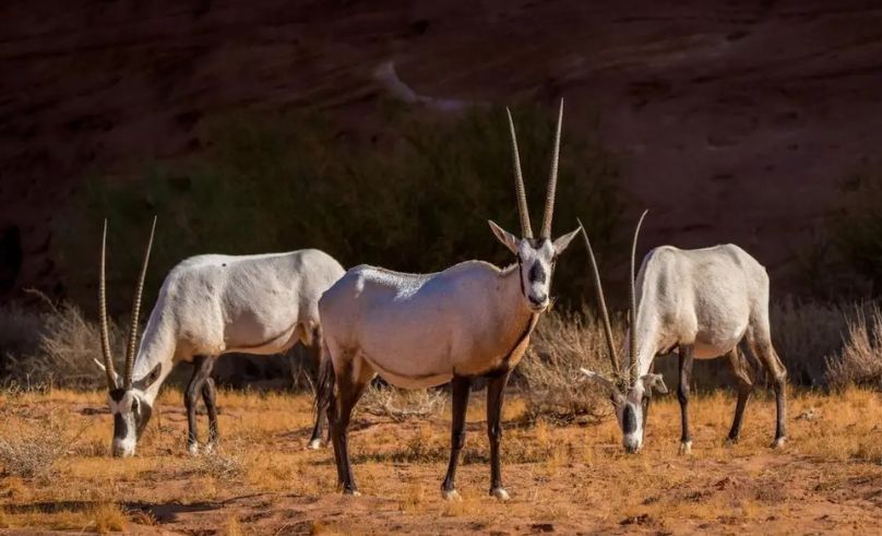 134 Endangered Animals Released Into NEOM Nature Reserve