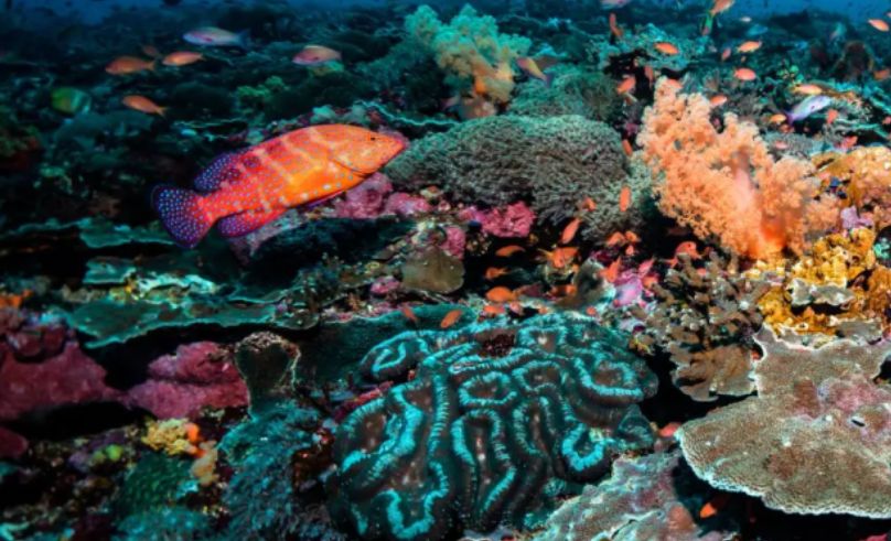 Saudi Arabia Takes Leadership of International Coral Reef Initiative