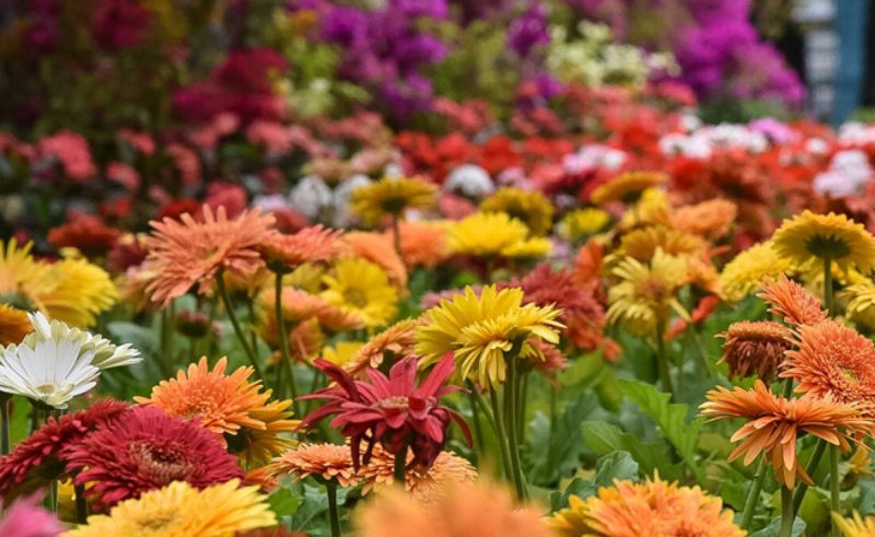 92nd Spring Flowers Exhibition Blooms at Agricultural Museum in April