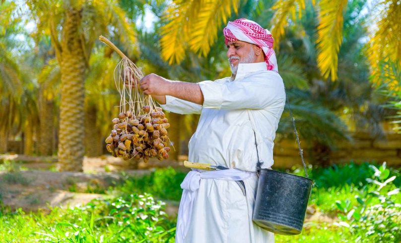 Saudi Date Exports Reach 1.5 Billion Tonnes in 2024