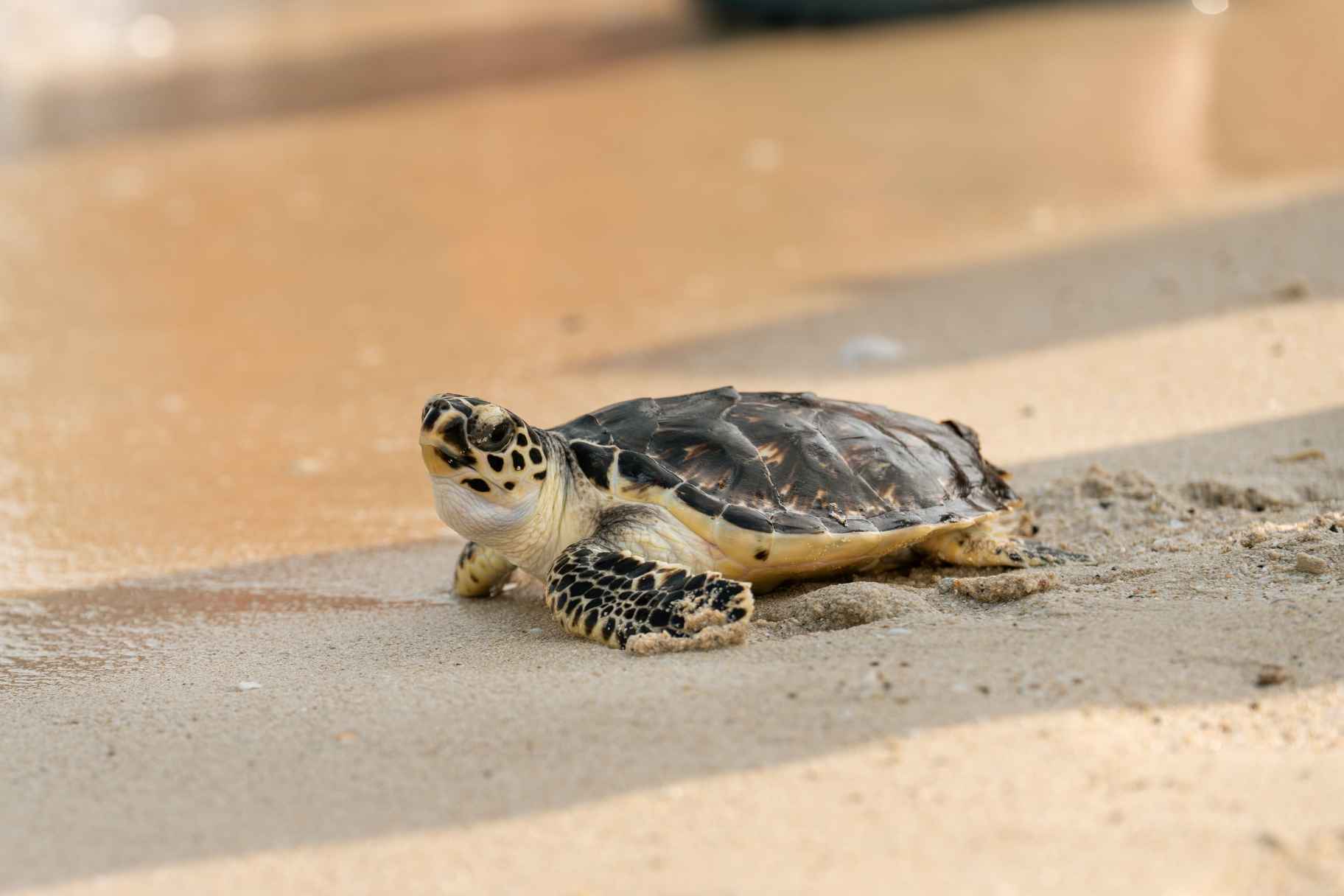 Residents Urged to Help Rescue Stranded Sea Turtles on Dubai Beaches