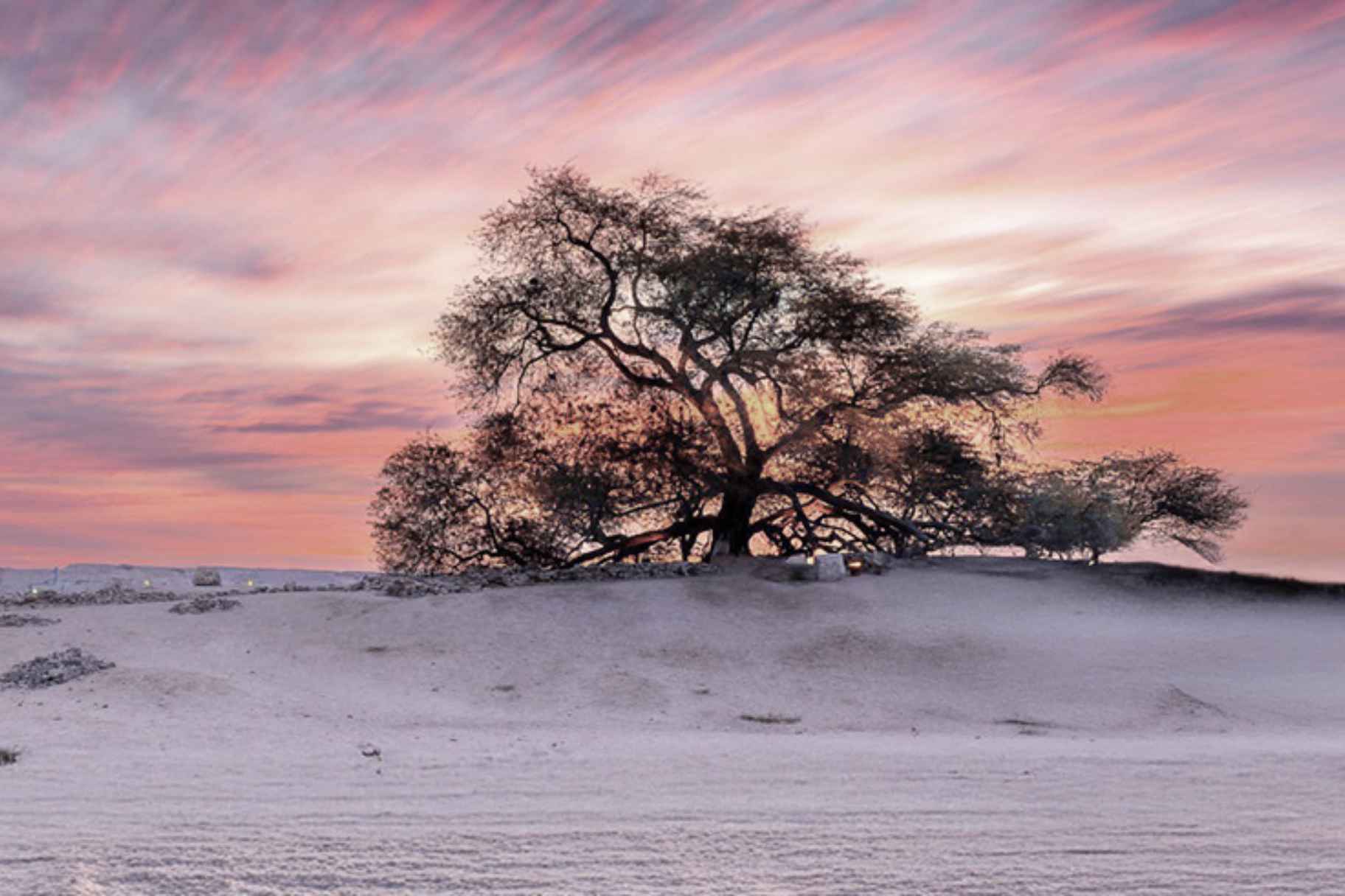 This ‘Tree of Life’ Has Survived in the Bahraini Desert for 400 Years