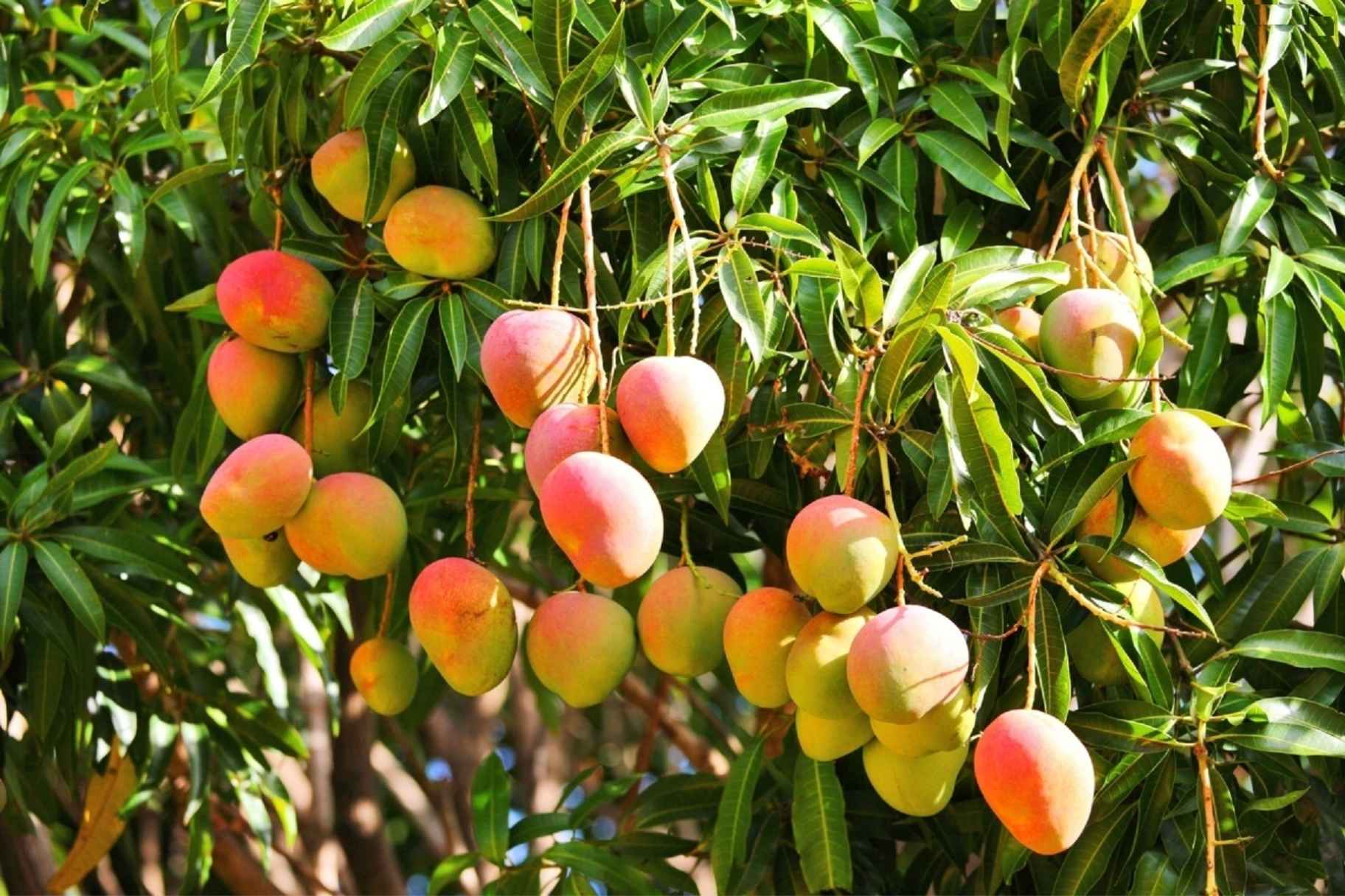 Egypt Just Registered a New Type of Mango - and Her Name is Cleopatra