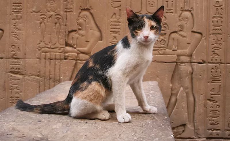 Retracing Cairo’s Cat Culture