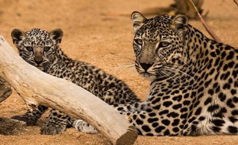 New Rewilding Centre to Return the Arabian Leopard to AlUla