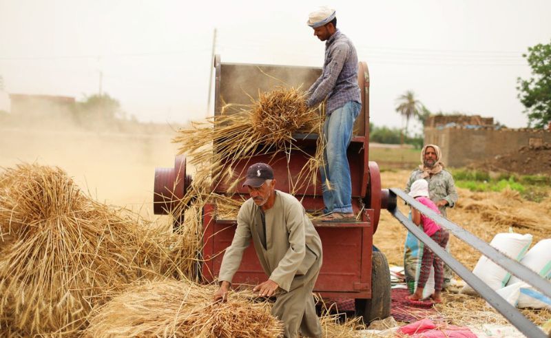 Egypt Plans to Boost Local Wheat Purchases By 11% This Season