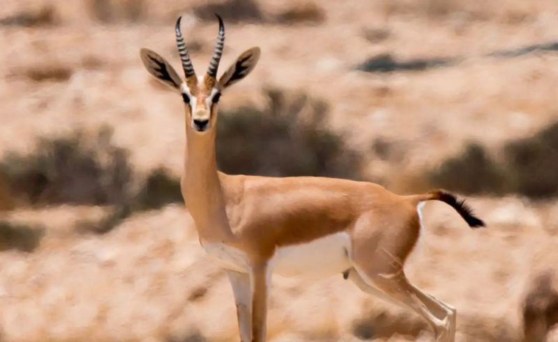 New 'Safe Haven' for Wildlife Will Span 2,000 Acres in Fayoum