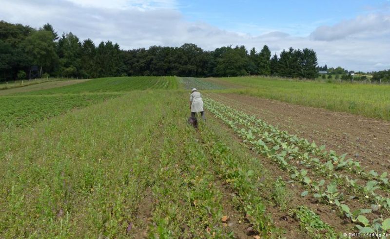 ‘Your Farm in Egypt’ Allows Egyptian Abroad to Buy Agricultural Land