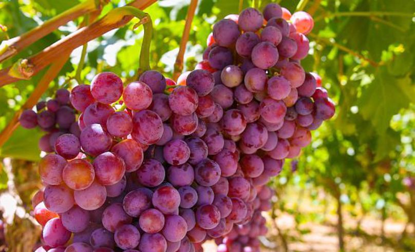 Saudi Arabia Achieves 66% Self-Sufficiency in Grape Production